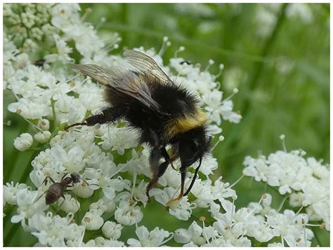Čmelák zemní (Bombus terrestris) - Bobův fotoblog