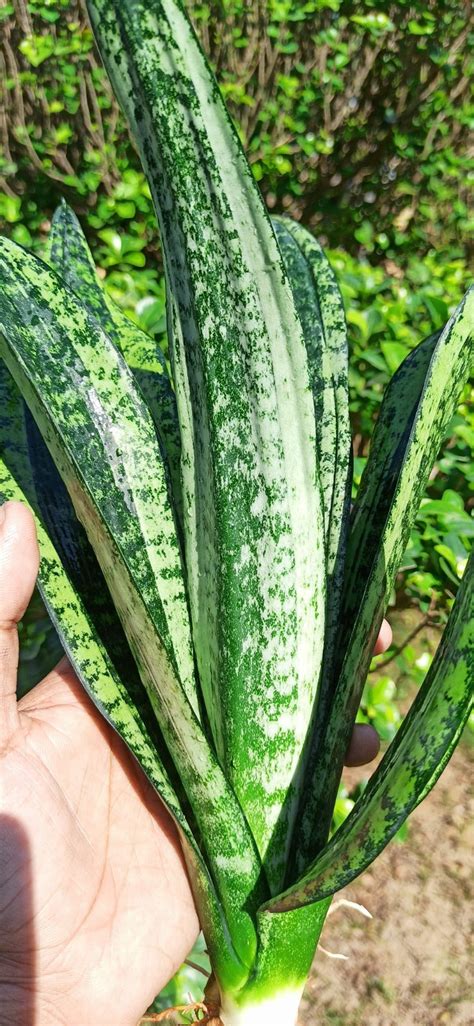 Sansevieria Moonshine Mutant – Fermosa plants