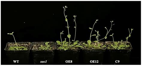 Gene and Its Promoter Cloning, and Functional Validation of JmSOC1 ...