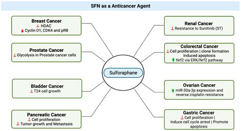 Sulforaphane’s Multifaceted Potential: From Neuroprotection to ...