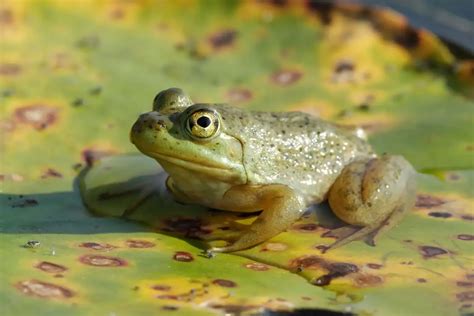 Lake Vs Pond: What's The Difference?