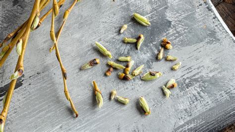 Dentitio difficile: Ursachen, Symptome und konservative ...