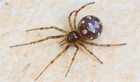 26 COMMON Spiders Found in Brazil! (2023) - Bird Watching HQ
