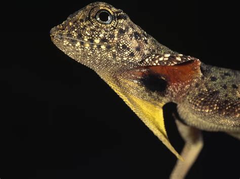 Javelin Throw 的图像结果