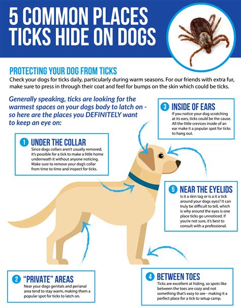 Lymes Disease In Dogs Test at Shanita Matheny blog