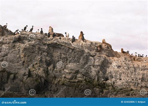 Sea lions island stock photo. Image of canal, water, animals - 32432806