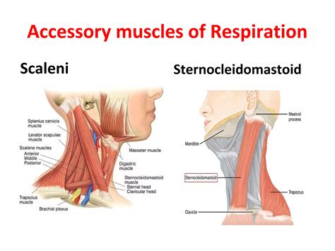 Mechanism of respiration | PDF