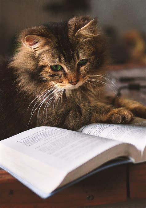 Image result for Keep Learning Cat