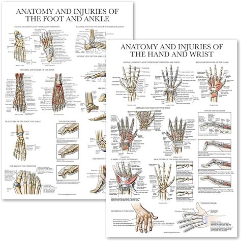 Palace Learning 2 Pack Anatomy And Injuries Of The Hand | Desertcart INDIA