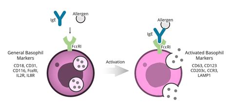 Basophil Illustrations Basophil Images – Browse 5,039 Stock Photos,
