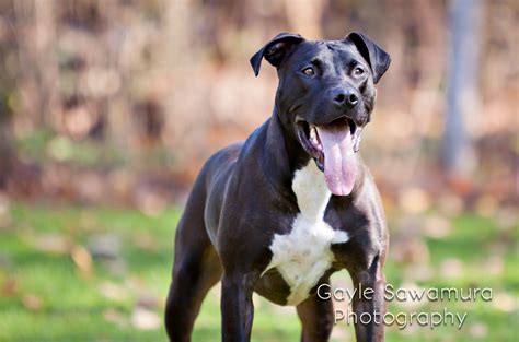 Great Danebull Dog: A Hybrid of Great Dane and American Pitbull Terrier