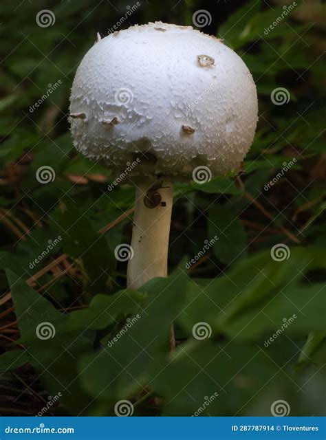 Close Up of a Young False Parasol Mushroom with Disc Snail on Its Stem ...