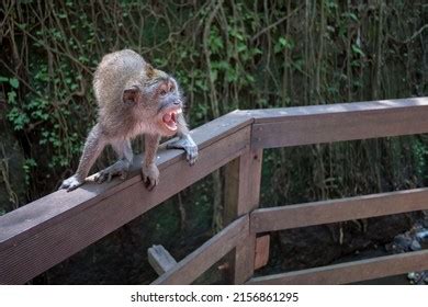 Pet Monkey Aggression 的图像结果