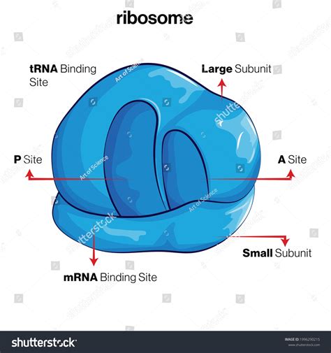 The Structure Of The Ribosome Infographics Vector Illustration On