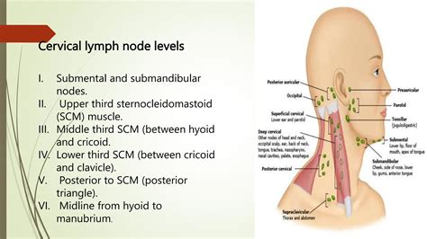 neck exam.pptx cervical lymph node examination | PPTX