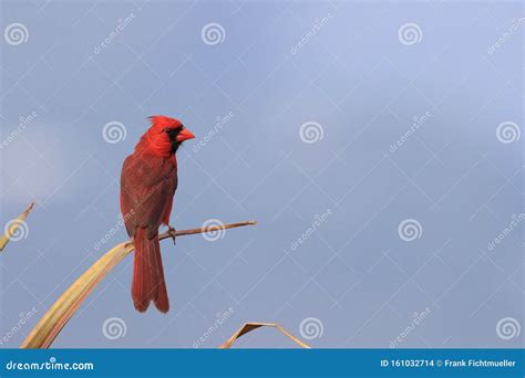 Red Cardinal Hawaii Big Island USA Stock Photo - Image of island ...