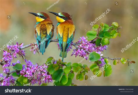 European Bee Eater Range