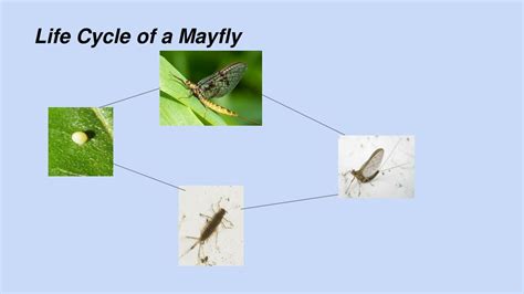 PPT - Macroinvertebrates And What They Tell Us About Water Quality ...