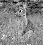 Image result for Indiana Wild Rabbit