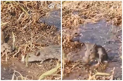 Photographer Discovers A Family Of Mice In His Garden, Builds Them The ...