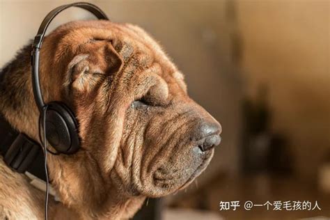 狗狗 音樂 放鬆的音樂 狗狗放鬆睡眠｜屬於狗狗的MV - YouTube