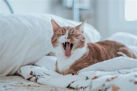 Image result for How to Help a Panting Cat