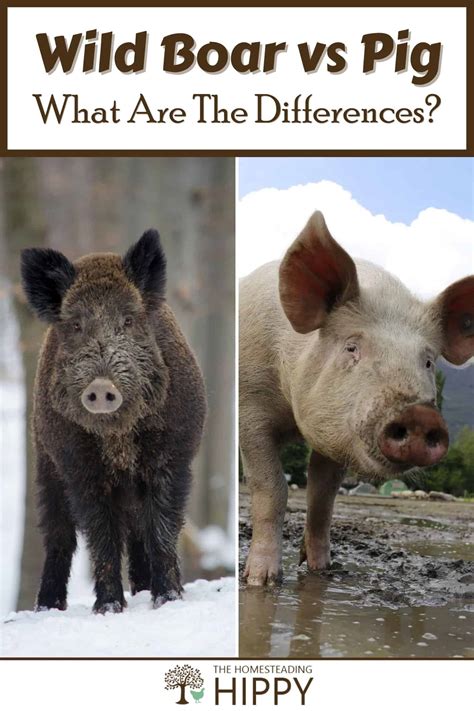 Wild Boar vs Pig: What Are The Differences?