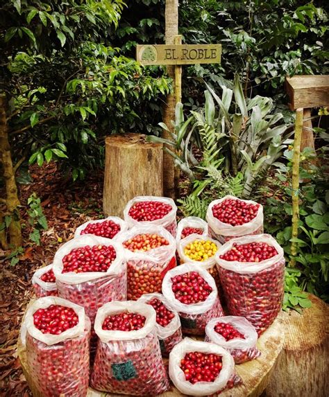 Can shade-grown coffee really save endangered migratory birds?