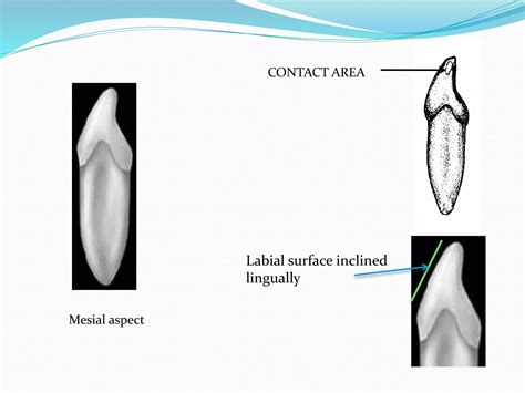 Permanent Mandibular Central Incisor | PPTX