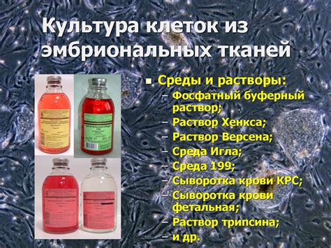 Культуры клеток в ветеринарной вирусологии. Лабораторные модели ...