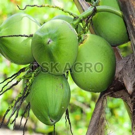 Natural Tender Coconut Wholesaler In Theni Tamilnadu