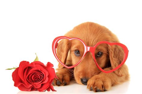 Cute Puppy Valentine's Day Wallpapers - Wallpaper Cave