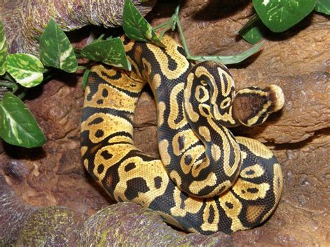 Image result for Congo Ball Python