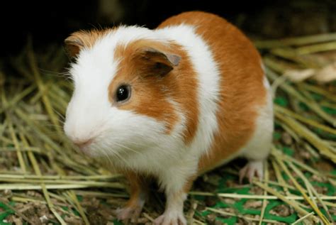 荷兰猪发育中年龄与体重关系 - 哔哩哔哩