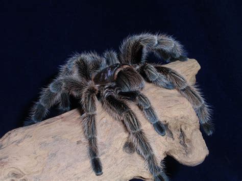 Chilean Rose Tarantula