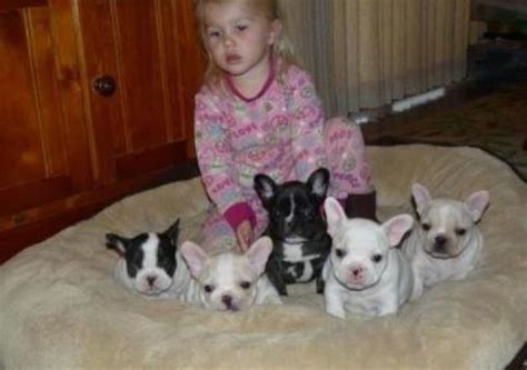 Französische Bulldogge Wir haben Nachwuchs | kleintiermarkt.com