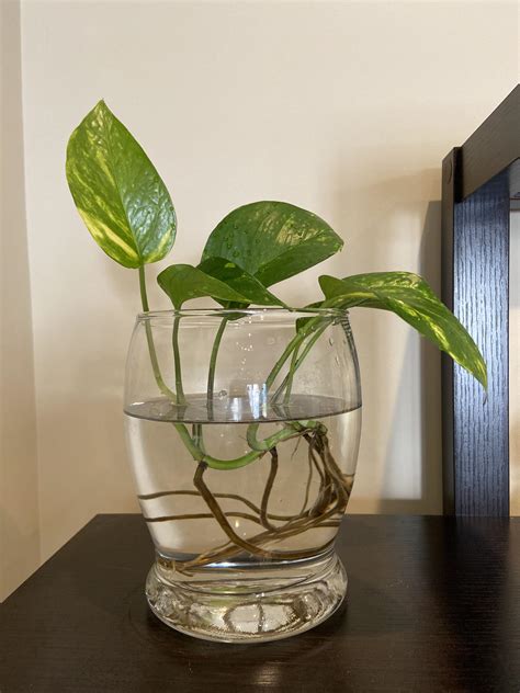 Pothos In Water How To Successfully Grow Pothos And Monsteras In