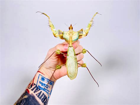 Devil Flower Mantis Praying Mantis: Idolomantis Diabolica Devil's