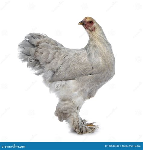 Blue Young Adult Brahma Chicken, Isolated on White Background Stock ...