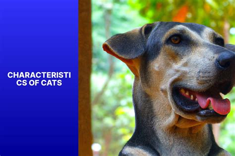 The Canine vs Feline Debate: Why Are Dogs Better Than Cats? - palswithpets.com