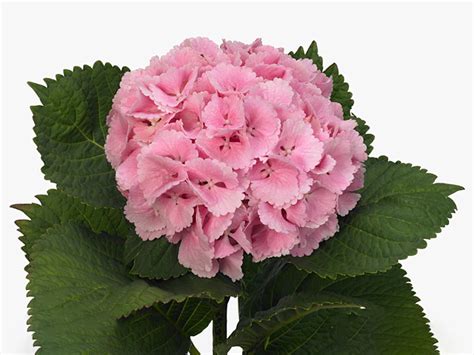 Image result for Lollipop Hydrangea Tree