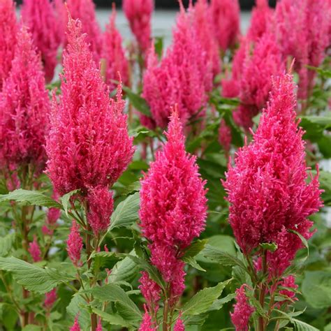 Amazon.com : 1000 Seeds Pink Celosia Spicata Flamingo Flower Perennial ...