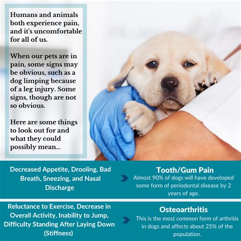 JUNALUSKA ANIMAL HOSPITAL - Waynesville NC - Hours, Directions, Reviews ...