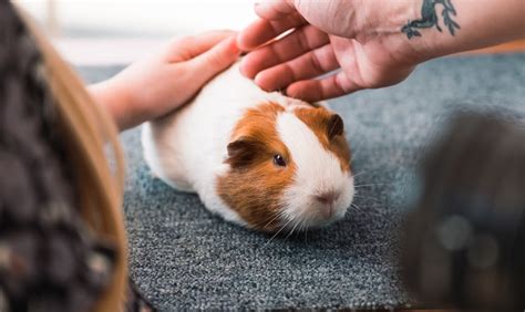Pets Devotee
