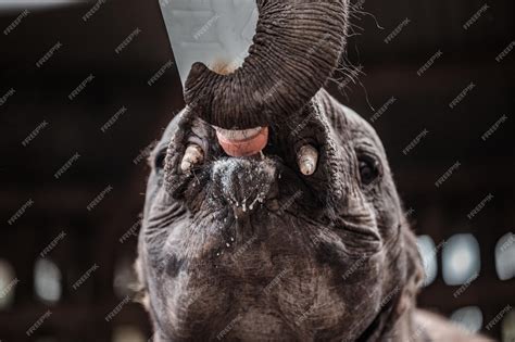 Premium Photo | African elephant calf in a zoo in nairobi national park ...