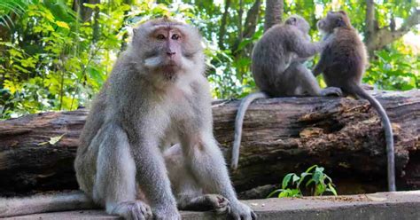 Primate Behavior 的图像结果