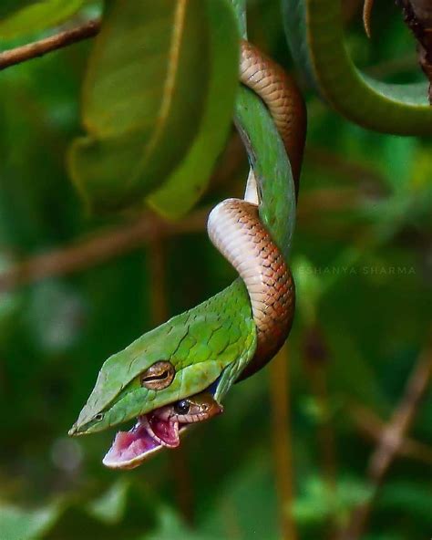 Life of snake : r/natureismetal