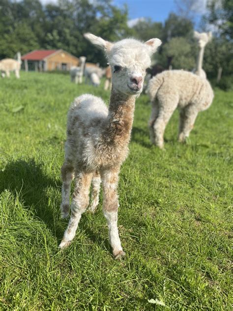 BUT Luna Mae – Herzog-Alpakas