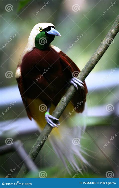 Red Bird-of-paradise stock photo. Image of looks, colours - 22551300
