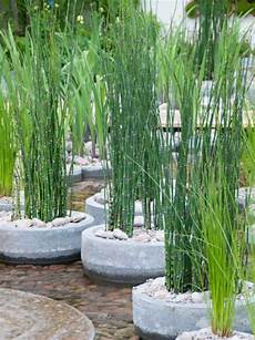 prele du japon en pot equisetum japonicum equisetum hyemale var japonicum prele du japon en pot equisetum japonicum equisetum hyemale var japonicum